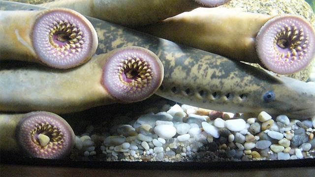 Lampreys by Drow male