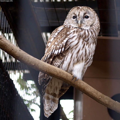 Ural Owl