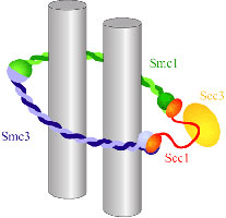 Cohesin