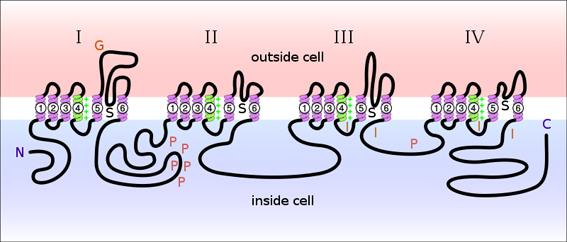 Sodium channel Sodium channel