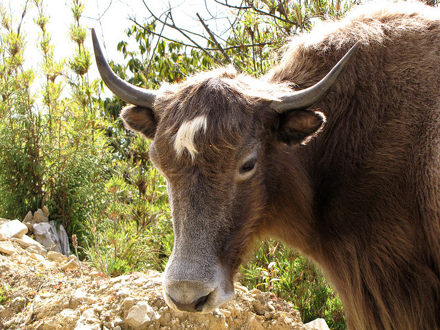 Yak