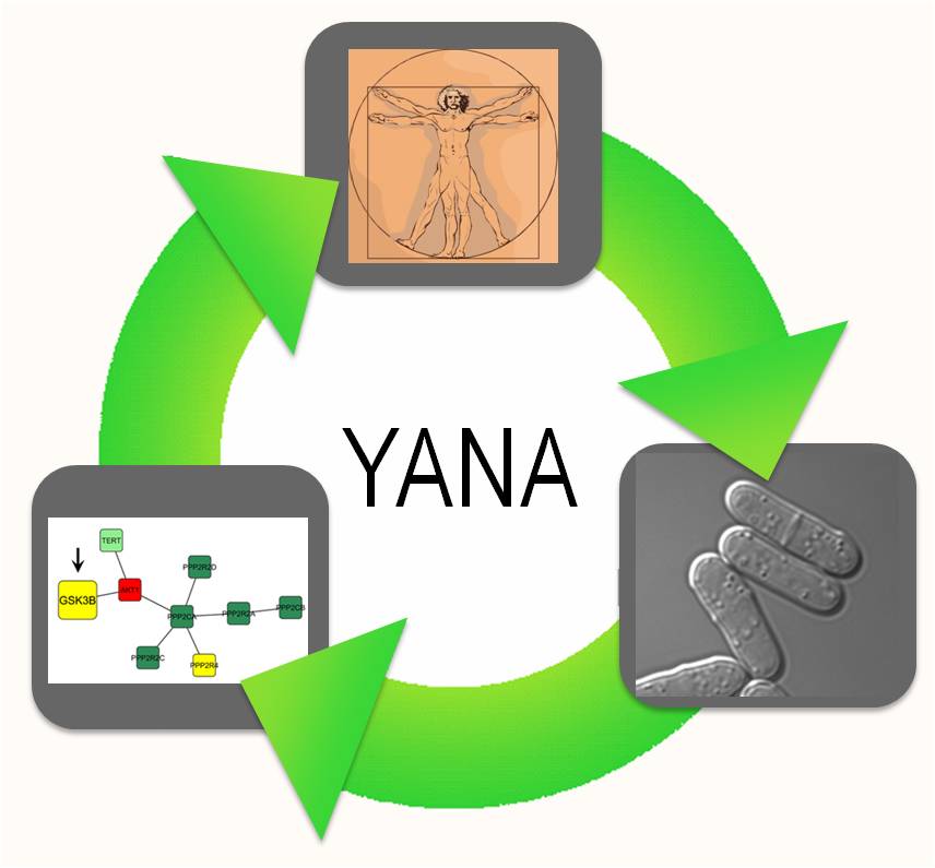 yana