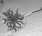 A lone nematode severs itself in half and makes its escape from the worm-star…
