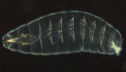 Cell polarity drosophila