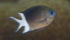 Climate change fish