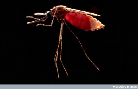 Anopheles stephensi full of blood Credit: Hugh Sturrock. Wellcome Images