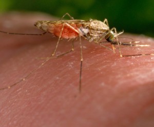 mosquito