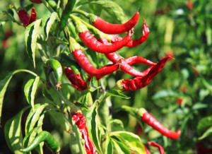 peppers