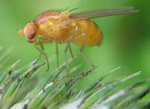 Drosophila-cropped