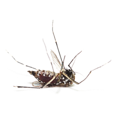 dead mosquito on isolated whited background