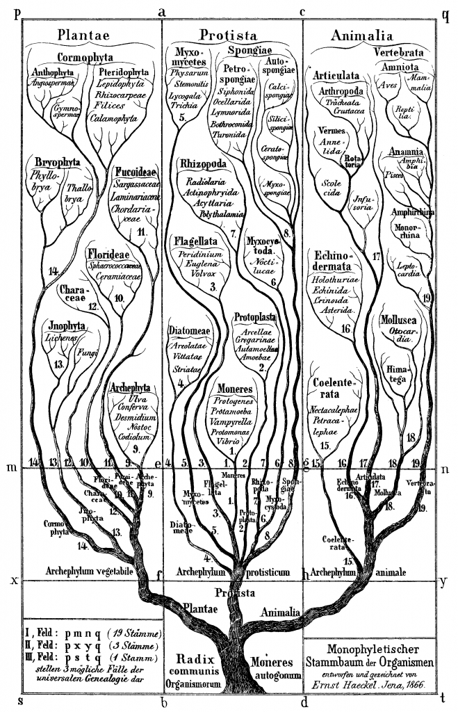 haeckel_arbol_bn