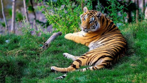 Tiger conservation