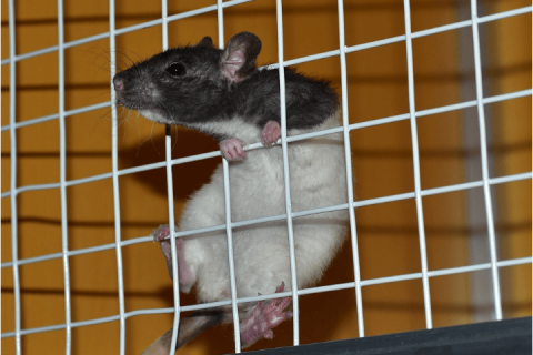 Animal experiments